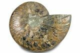 Cut & Polished Ammonite Fossil (Half) - Madagascar #283410-1